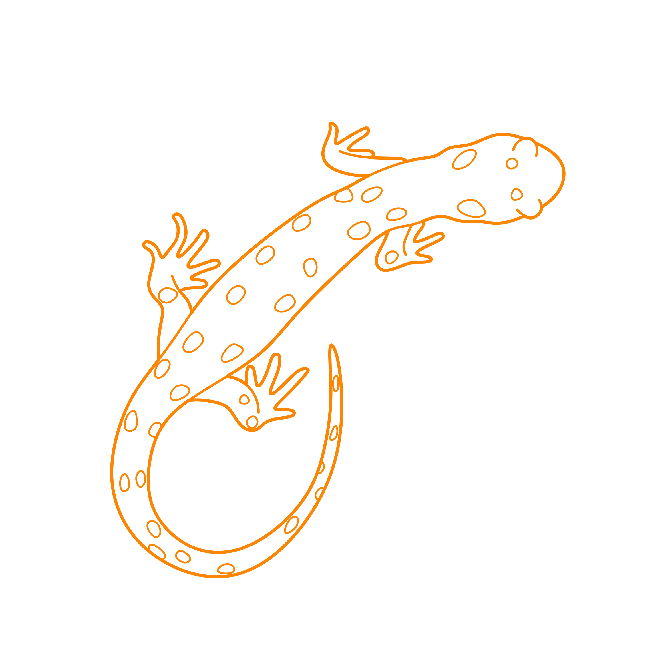 Animals Salamanders Spotted Salamander Tracing Svg Vector Free Vectors
